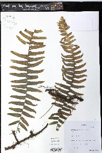 Pecluma hartwegiana image