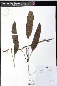 Elaphoglossum seminudum image