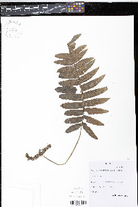 Polypodium puberulum image