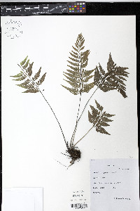 Asplenium cuspidatum image