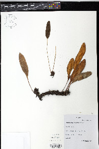 Elaphoglossum glaucum image