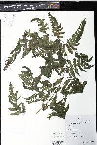 Diplazium diplazioides image