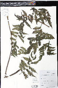 Diplazium diplazioides image