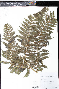 Cyathea schiedeana image