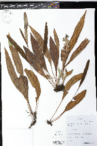 Elaphoglossum guatemalense image