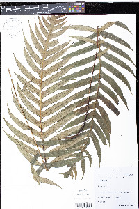 Lomaridium ensiforme image