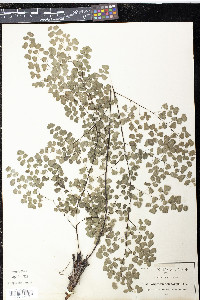 Adiantum tricholepis image