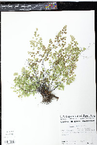 Adiantum tricholepis image