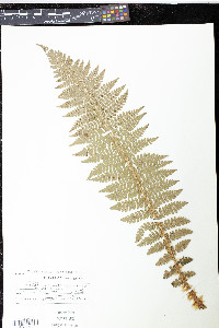 Polystichum braunii image