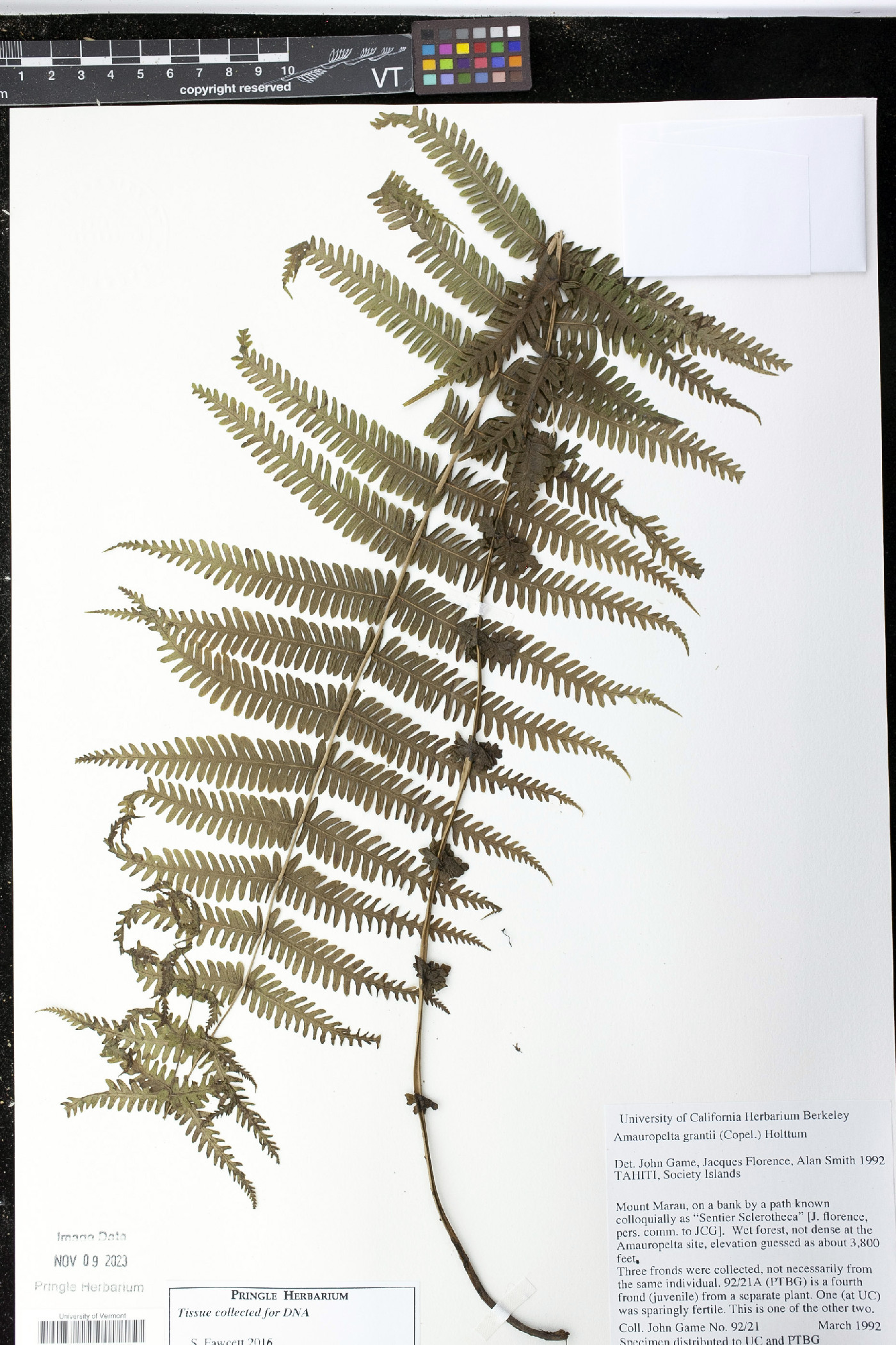 Amauropelta grantii image