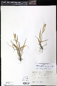 Phleum alpinum image