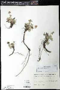 Alchemilla alpina image