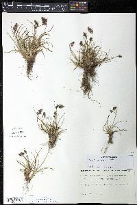 Luzula spicata image