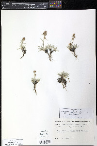 Omalotheca supina image