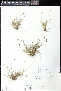 Carex lachenalii image