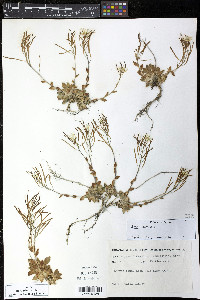 Arabis alpina image