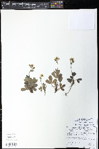 Sibbaldia tridentata image