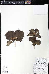 Viburnum edule image