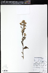 Solidago macrophylla image