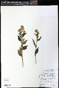 Solidago macrophylla image