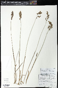 Anthoxanthum nitens image