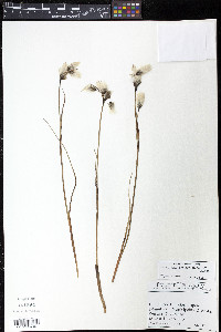 Eriophorum angustifolium image