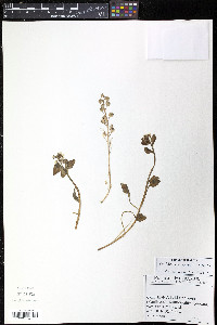 Cochlearia groenlandica image