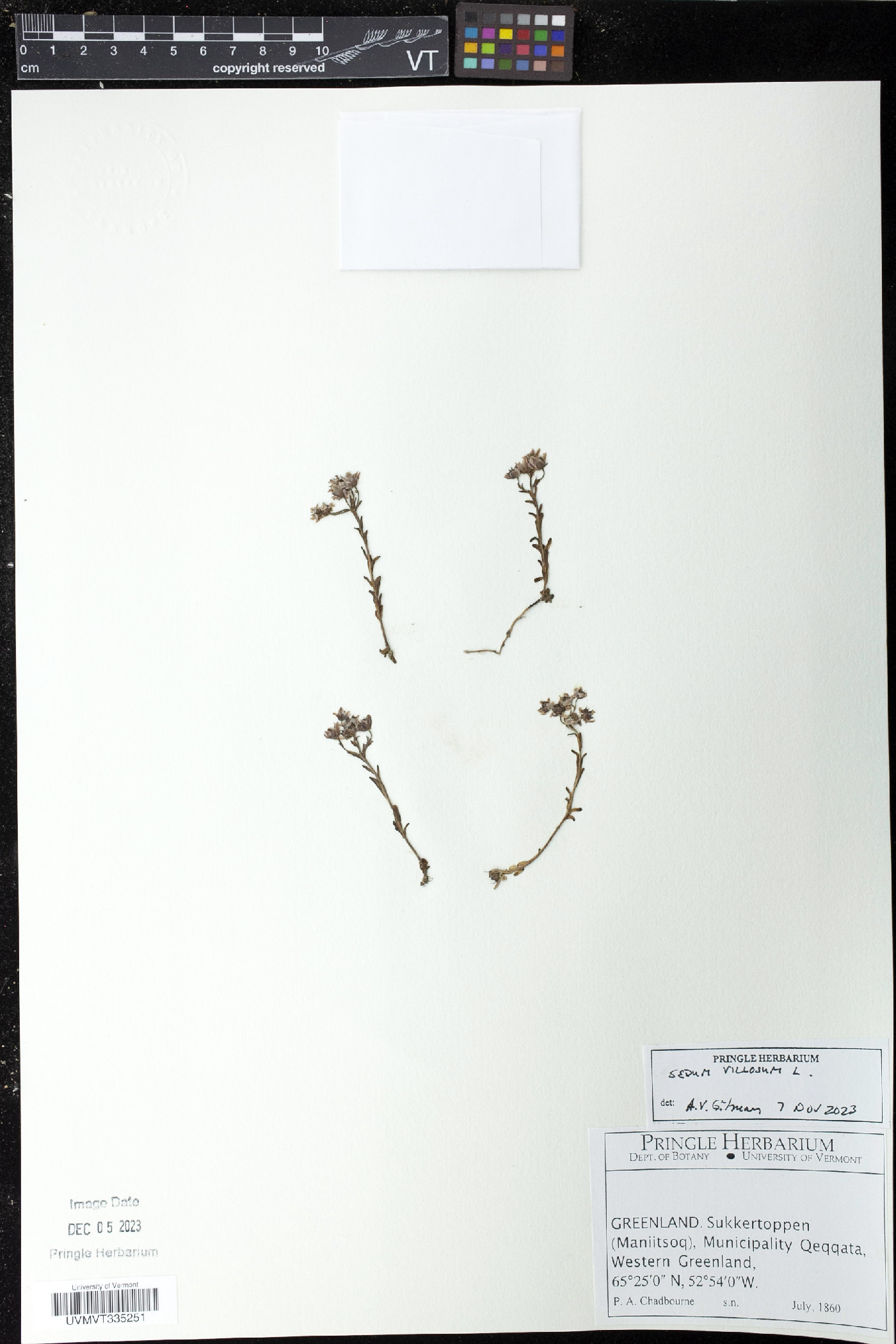 Sedum villosum image