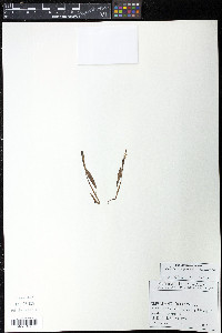 Bistorta vivipara image