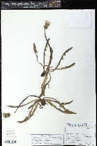 Taraxacum lapponicum image