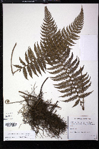 Amauropelta brachypus image