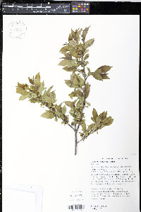 Rhamnus lanceolata image