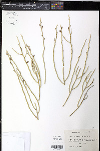 Thamnosma montana image