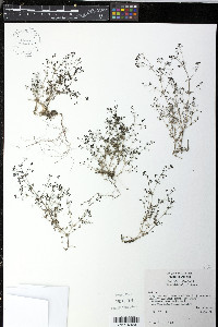 Galium parisiense var. leiocarpum image