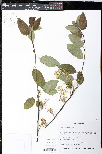 Ceanothus sanguineus image