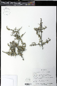 Ceanothus cuneatus image