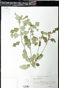 Euphorbia cyathophora image