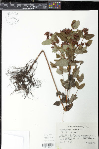 Triadenum fraseri image