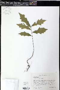 Quercus lyrata image
