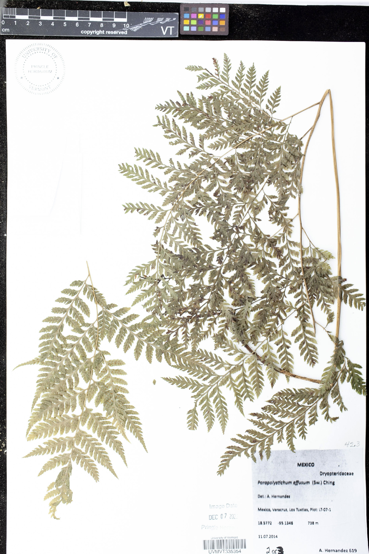 Parapolystichum effusum image