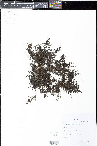 Hymenophyllum hirsutum image