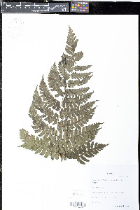 Diplazium diplazioides image