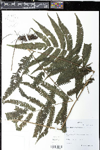 Goniopteris imbricata image