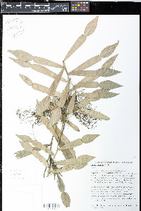 Pothos longipes image