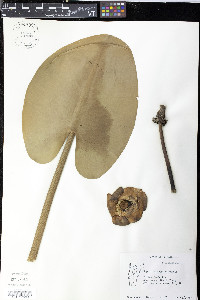 Nuphar variegata image