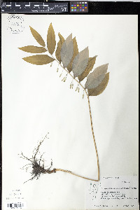 Polygonatum pubescens image