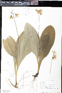 Clintonia borealis image