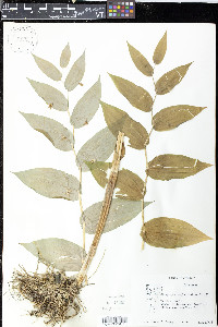 Streptopus amplexifolius image