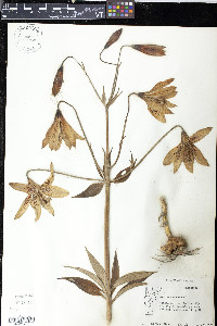 Lilium canadense image