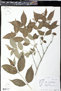 Diervilla lonicera image